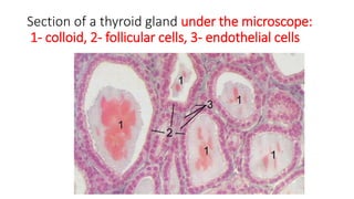 Section of a thyroid gland under the microscope:
1- colloid, 2- follicular cells, 3- endothelial cells
 