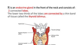 It is an endocrine gland in the front of the neck and consists of:
2 connected lobes.
The lower two thirds of the lobes are connected by a thin band
of tissue called the thyroid isthmus.
 