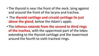 •The thyroid is near the front of the neck, lying against
and around the front of the larynx and trachea.
• The thyroid cartilage and cricoid cartilage lie just
above the gland, below the Adam's apple.
•The isthmus extends from the second to third rings
of the trachea, with the uppermost part of the lobes
extending to the thyroid cartilage and the lowermost
around the fourth to sixth tracheal rings.
 