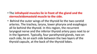 • The infrahyoid muscles lie in front of the gland and the
sternocleidomastoid muscle to the side.
• Behind the outer wings of the thyroid lie the two carotid
arteries. The trachea, larynx, lower pharynx and esophagus
all lie behind the thyroid. In this region, the recurrent
laryngeal nerve and the inferior thyroid artery pass next to or
in the ligament. Typically, four parathyroid glands, two on
each side, lie on each side between the two layers of the
thyroid capsule, at the back of the thyroid lobes.
 