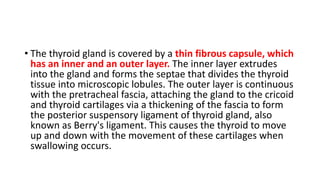 • The thyroid gland is covered by a thin fibrous capsule, which
has an inner and an outer layer. The inner layer extrudes
into the gland and forms the septae that divides the thyroid
tissue into microscopic lobules. The outer layer is continuous
with the pretracheal fascia, attaching the gland to the cricoid
and thyroid cartilages via a thickening of the fascia to form
the posterior suspensory ligament of thyroid gland, also
known as Berry's ligament. This causes the thyroid to move
up and down with the movement of these cartilages when
swallowing occurs.
 