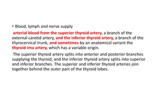 • Blood, lymph and nerve supply
arterial blood from the superior thyroid artery, a branch of the
external carotid artery, and the inferior thyroid artery, a branch of the
thyrocervical trunk, and sometimes by an anatomical variant the
thyroid ima artery, which has a variable origin.
The superior thyroid artery splits into anterior and posterior branches
supplying the thyroid, and the inferior thyroid artery splits into superior
and inferior branches. The superior and inferior thyroid arteries join
together behind the outer part of the thyroid lobes.
 