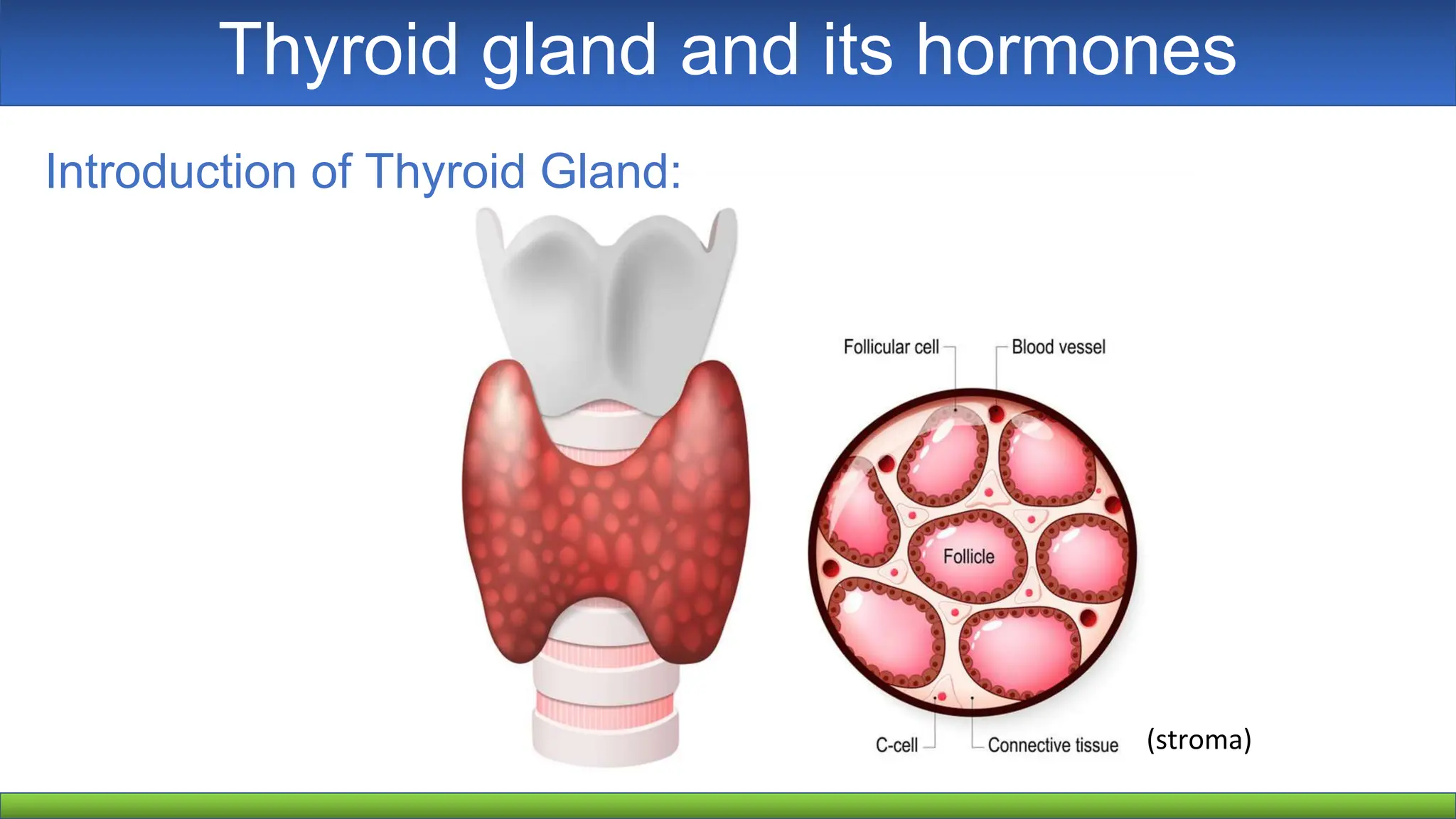 Thyroid Gland Hormones Of Thyroid Gland Ppt
