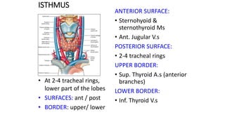THYROID GLAND. Surgery Management-finalpptx.pptx