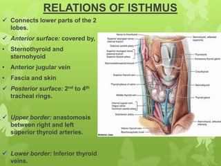 thyroidgland-anatomy-140111082837-phpapp01.pdf