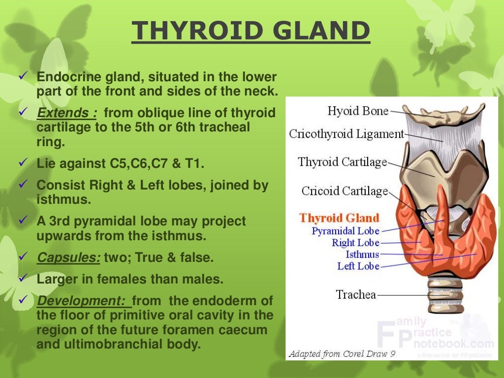 Thyroid gland anatomy