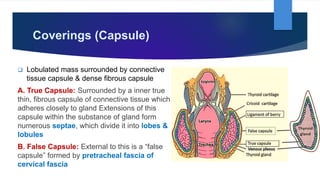 Thyroid Gland- Gross Anatomy by Dr. Rabia Inam Gandapore.pptx