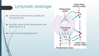 Lymphatic drainage
🠶 central neck between the carotids and
trachea (level 6)
🠶 long the course of the internal jugular vein
(levels 2A, 2B, 3, 4)
🠶 in the posterior triangle (level 5)
 