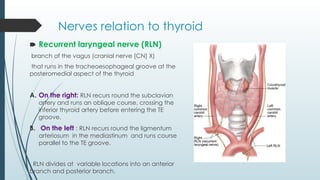 Nerves relation to thyroid
🠶 Recurrent laryngeal nerve (RLN)
branch of the vagus (cranial nerve [CN] X)
that runs in the tracheoesophageal groove at the
posteromedial aspect of the thyroid
A. On the right: RLN recurs round the subclavian
artery and runs an oblique course, crossing the
inferior thyroid artery before entering the TE
groove.
B. On the left : RLN recurs round the ligmentum
arteriosum in the mediastinum and runs course
parallel to the TE groove.
RLN divides at variable locations into an anterior
branch and posterior branch.
 