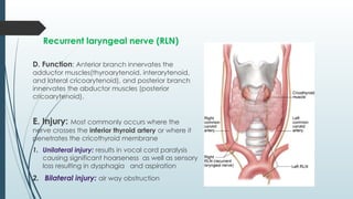 Recurrent laryngeal nerve (RLN)
D. Function: Anterior branch innervates the
adductor muscles(thyroarytenoid, interarytenoid,
and lateral cricoarytenoid), and posterior branch
innervates the abductor muscles (posterior
cricoarytenoid).
E. Injury: Most commonly occurs where the
nerve crosses the inferior thyroid artery or where it
penetrates the cricothyroid membrane
1. Unilateral injury: results in vocal cord paralysis
causing significant hoarseness as well as sensory
loss resulting in dysphagia and aspiration
2. Bilateral injury: air way obstruction
 