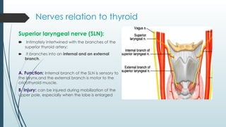 Nerves relation to thyroid
Superior laryngeal nerve (SLN):
🠶 Intimately intertwined with the branches of the
superior thyroid artery;
🠶 it branches into an internal and an external
branch.
A. Function: Internal branch of the SLN is sensory to
the larynx,and the external branch is motor to the
cricothyroid muscle.
B. Injury: can be injured during mobilization of the
upper pole, especially when the lobe is enlarged
 