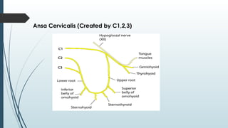 Ansa Cervicalis (Created by C1,2,3)
 