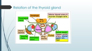 Relation of the thyroid gland
 
