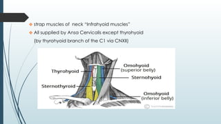 ❖ strap muscles of neck “Infrahyoid muscles”
❖ All supplied by Ansa Cervicalis except thyrohyoid
(by thyrohyoid branch of the C1 via CNXII)
 