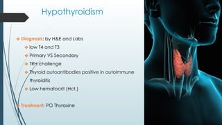 Hypothyroidism
❖ Diagnosis: by H&E and Labs
❖ low T4 and T3
❖ Primary VS Secondary
❖ TRH challenge
❖ Thyroid autoantibodies positive in autoimmune
thyroiditis
❖ Low hematocrit (Hct.)
❖ Treatment: PO Thyroxine
 
