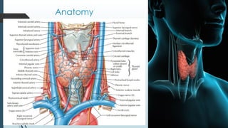 Anatomy
 