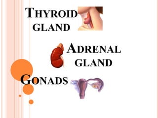 THYROID GLAND ADRENAL GLAND GONADS 