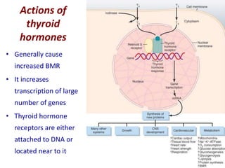 Actions of
thyroid
hormones
• Generally cause
increased BMR
• It increases
transcription of large
number of genes
• Thyroid hormone
receptors are either
attached to DNA or
located near to it
 