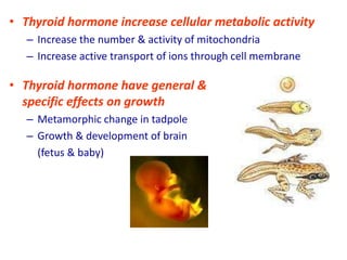 • Thyroid hormone increase cellular metabolic activity
– Increase the number & activity of mitochondria
– Increase active transport of ions through cell membrane
• Thyroid hormone have general &
specific effects on growth
– Metamorphic change in tadpole
– Growth & development of brain
(fetus & baby)
 