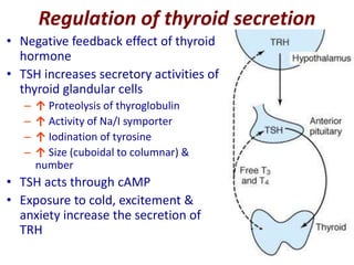 Regulation of thyroid secretion
• Negative feedback effect of thyroid
hormone
• TSH increases secretory activities of
thyroid glandular cells
– ↑ Proteolysis of thyroglobulin
– ↑ Activity of Na/I symporter
– ↑ Iodination of tyrosine
– ↑ Size (cuboidal to columnar) &
number
• TSH acts through cAMP
• Exposure to cold, excitement &
anxiety increase the secretion of
TRH
 