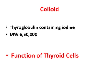 Colloid
• Thyroglobulin containing iodine
• MW 6,60,000
• Function of Thyroid Cells
 