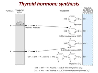 Thyroid hormone synthesis
 