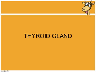 THYROID GLAND 