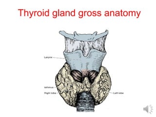 Thyroid gland gross anatomy
 