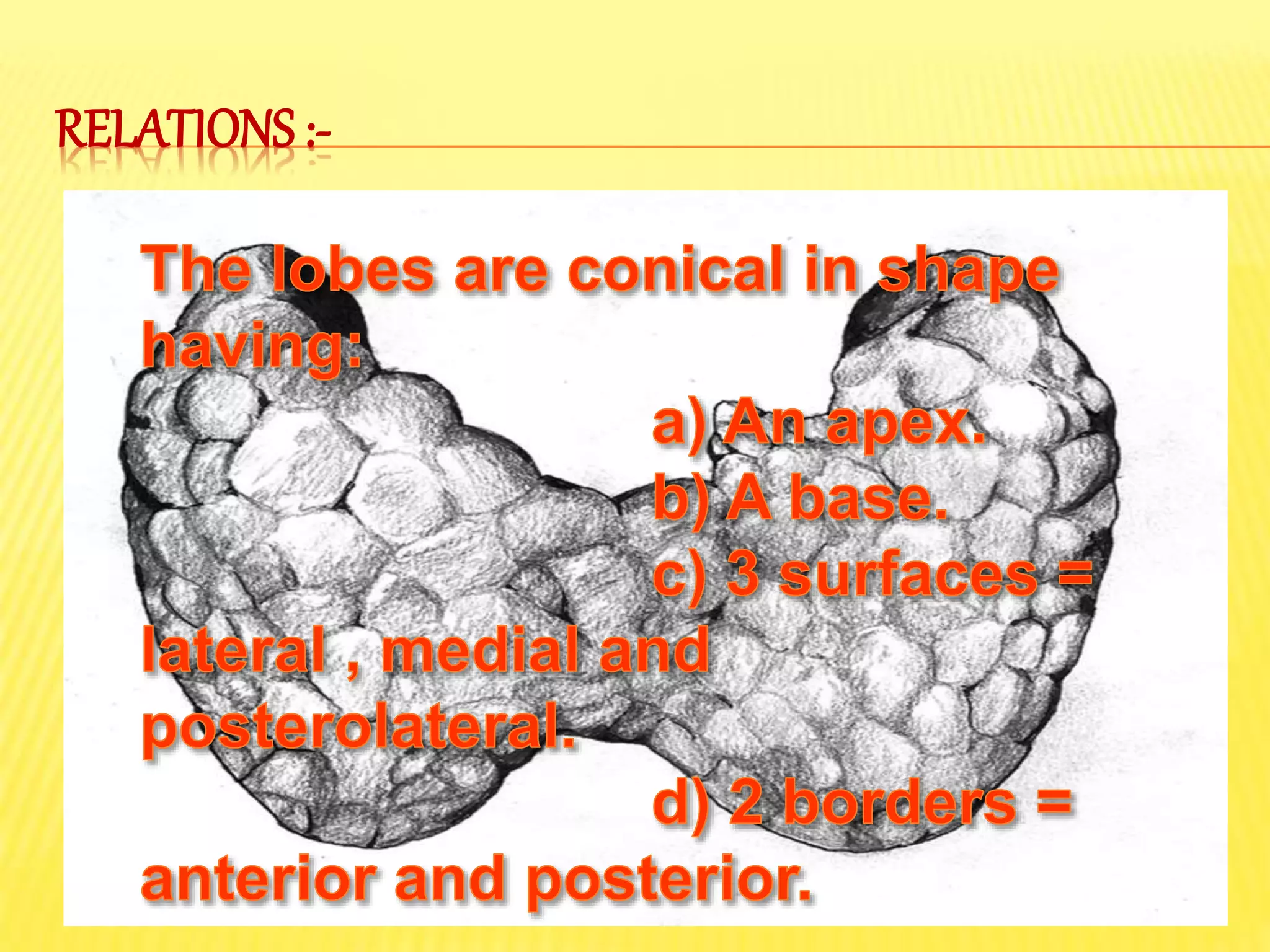 Anatomy of Thyroid gland | PPTX