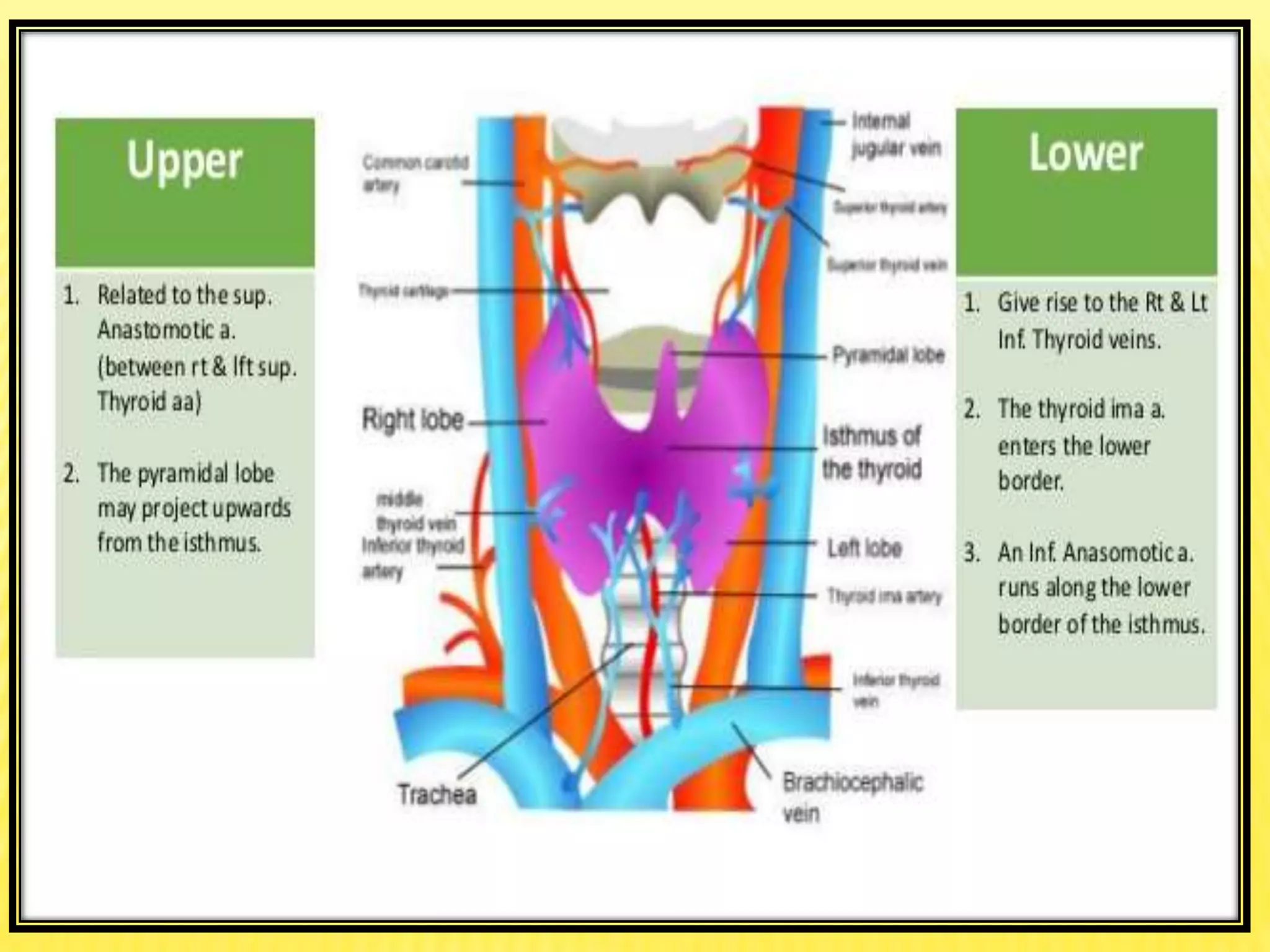 Anatomy of Thyroid gland | PPTX