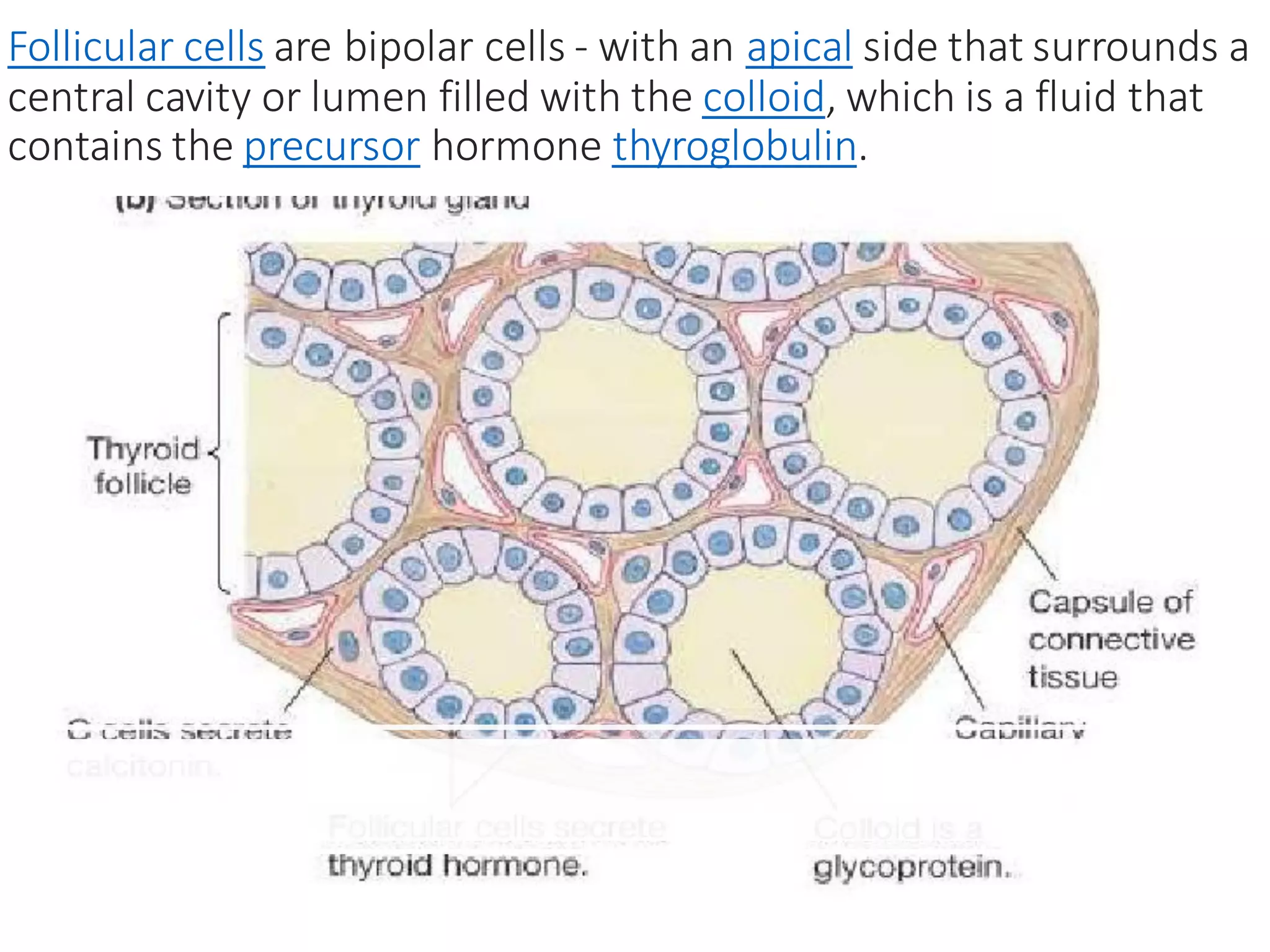 Thyroid glands 01 | PDF