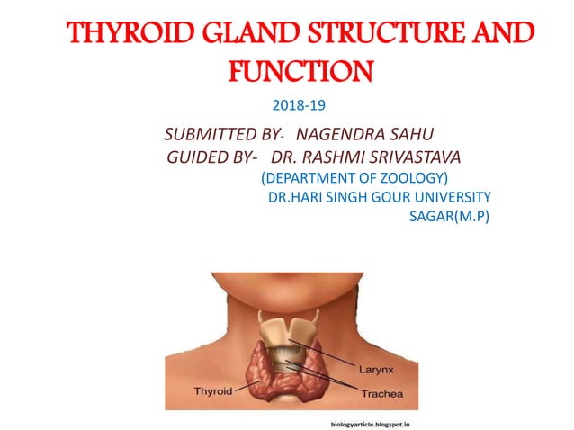 Thyroid gland structure and function | PPTX