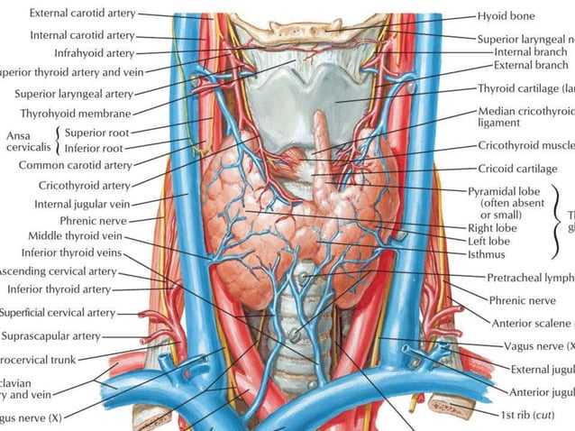 Thyroid gland surgical anatomy | PPT