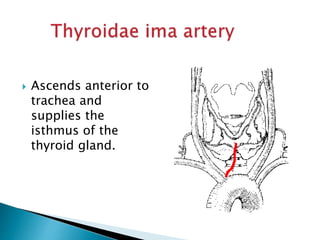 Thyroid gland surgical anatomy | PPTX