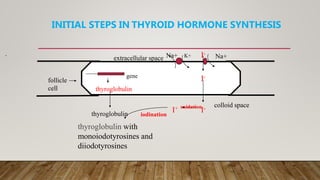 INITIAL STEPS IN THYROID HORMONE SYNTHESIS
.
follicle
cell
extracellular space
colloid space
I-
I-
thyroglobulin with
monoiodotyrosines and
diiodotyrosines
iodination
thyroglobulin
thyroglobulin
gene
I+ oxidation
I-Na+ Na+K+
 