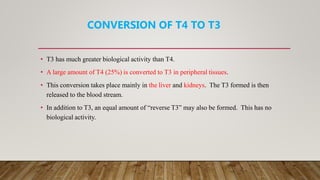 CONVERSION OF T4 TO T3
• T3 has much greater biological activity than T4.
• A large amount of T4 (25%) is converted to T3 in peripheral tissues.
• This conversion takes place mainly in the liver and kidneys. The T3 formed is then
released to the blood stream.
• In addition to T3, an equal amount of “reverse T3” may also be formed. This has no
biological activity.
 