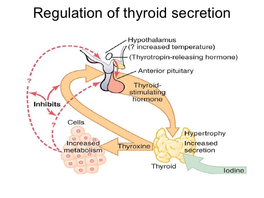 Thyroid hormone