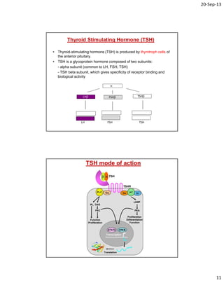 20‐Sep‐13
11
Thyroid Stimulating Hormone (TSH)
• Thyroid-stimulating hormone (TSH) is produced by thyrotroph cells of
the anterior pituitary.
• TSH is a glycoprotein hormone composed of two subunits:
- alpha subunit (common to LH, FSH, TSH)
- TSH beta subunit, which gives specificity of receptor binding and
biological activity

LH FSH TSH
LH                   FSH                    TSH
TSH mode of action
 