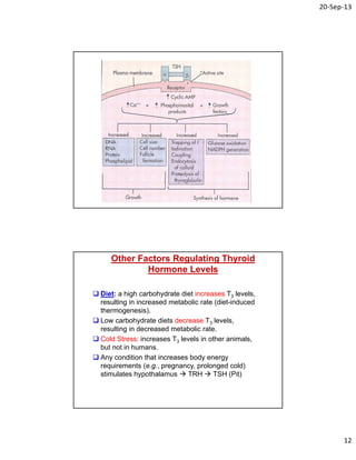 20‐Sep‐13
12
Other Factors Regulating Thyroid
Hormone Levels
 Diet: a high carbohydrate diet increases T3 levels,
resulting in increased metabolic rate (diet-induced
thermogenesis).
 Low carbohydrate diets decrease T3 levels,
resulting in decreased metabolic rate.
 Cold Stress: increases T3 levels in other animals,
but not in humans.
 Any condition that increases body energy
requirements (e.g., pregnancy, prolonged cold)
stimulates hypothalamus  TRH  TSH (Pit)
 