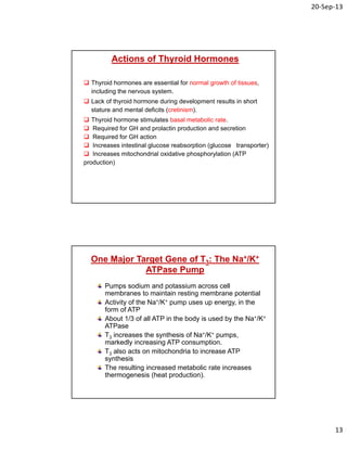 20‐Sep‐13
13
Actions of Thyroid Hormones
 Thyroid hormones are essential for normal growth of tissues,
including the nervous system.
 Lack of thyroid hormone during development results in short
stature and mental deficits (cretinism).
 Thyroid hormone stimulates basal metabolic rate.
 Required for GH and prolactin production and secretion
 Required for GH action
 Increases intestinal glucose reabsorption (glucose transporter)
 Increases mitochondrial oxidative phosphorylation (ATP
production)
One Major Target Gene of T3: The Na+/K+
ATPase Pump
Pumps sodium and potassium across cell
membranes to maintain resting membrane potential
Activity of the Na+/K+ pump uses up energy, in the
form of ATP
About 1/3 of all ATP in the body is used by the Na+/K+
ATPase
T3 increases the synthesis of Na+/K+ pumps,
markedly increasing ATP consumption.
T3 also acts on mitochondria to increase ATP
synthesis
The resulting increased metabolic rate increases
thermogenesis (heat production).
 