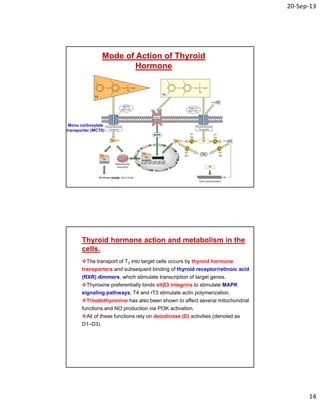 20‐Sep‐13
14
Mode of Action of Thyroid
Hormone
Mono carboxylate
transporter (MCT8)
The transport of T3 into target cells occurs by thyroid hormone
transporters and subsequent binding of thyroid receptor/retinoic acid
(RXR) dimmers, which stimulate transcription of target genes.
Thyroxine preferentially binds αVβ3 integrins to stimulate MAPK
signaling pathways; T4 and rT3 stimulate actin polymerization.
Triiodothyronine has also been shown to affect several mitochondrial
functions and NO production via PI3K activation.
All of these functions rely on deiodinase (D) activities (denoted as
D1–D3).
Thyroid hormone action and metabolism in the
cells.
 