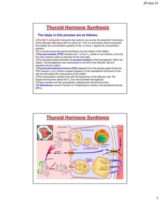 20‐Sep‐13
7
The Na+/I- symporter transports two sodium ions across the basement membrane
of the follicular cells along with an iodine ion. This is a secondary active transporter
that utilises the concentration gradient of Na+ to move I- against its concentration
gradient.
I- is moved across the apical membrane into the colloid of the follicle.
Thyroperoxidase (TPO) oxidises two I- to form I2. Iodide is non-reactive, and only
the more reactive iodine is required for the next step.
The thyroperoxidase iodinates the tyrosyl residues of the thyroglobulin within the
colloid. The thyroglobulin was synthesised in the ER of the follicular cell and
secreted into the colloid.
Thyroid-stimulating hormone (TSH) released from the pituitary gland binds the
TSH receptor ( a Gs protein-coupled receptor) on the basolateral membrane of the
cell and stimulates the endocytosis of the colloid.
The endocytosed vesicles fuse with the lysosomes of the follicular cell. The
lysosomal enzymes cleave the T4 from the iodinated thyroglobulin.
These vesicles are then exocytosed, releasing the thyroid hormones.
5’-Deiodinase convert Thyroxin to Triiodothyronin mainly in the peripheral tissues
(80%).
Thyroid Hormone Synthesis
The steps in this process are as follows:
Thyroid Hormone Synthesis
 