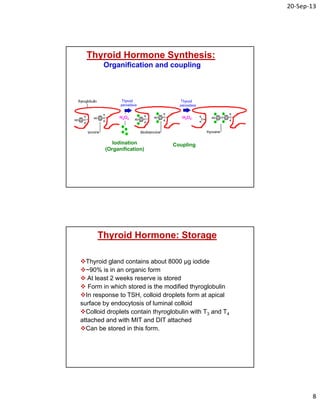 20‐Sep‐13
8
Thyroid Hormone Synthesis:
Organification and coupling
Iodination
(Organification)
Coupling
H2O2 H2O2
Thyroid gland contains about 8000 μg iodide
~90% is in an organic form
 At least 2 weeks reserve is stored
 Form in which stored is the modified thyroglobulin
In response to TSH, colloid droplets form at apical
surface by endocytosis of luminal colloid
Colloid droplets contain thyroglobulin with T3 and T4
attached and with MIT and DIT attached
Can be stored in this form.
Thyroid Hormone: Storage
 