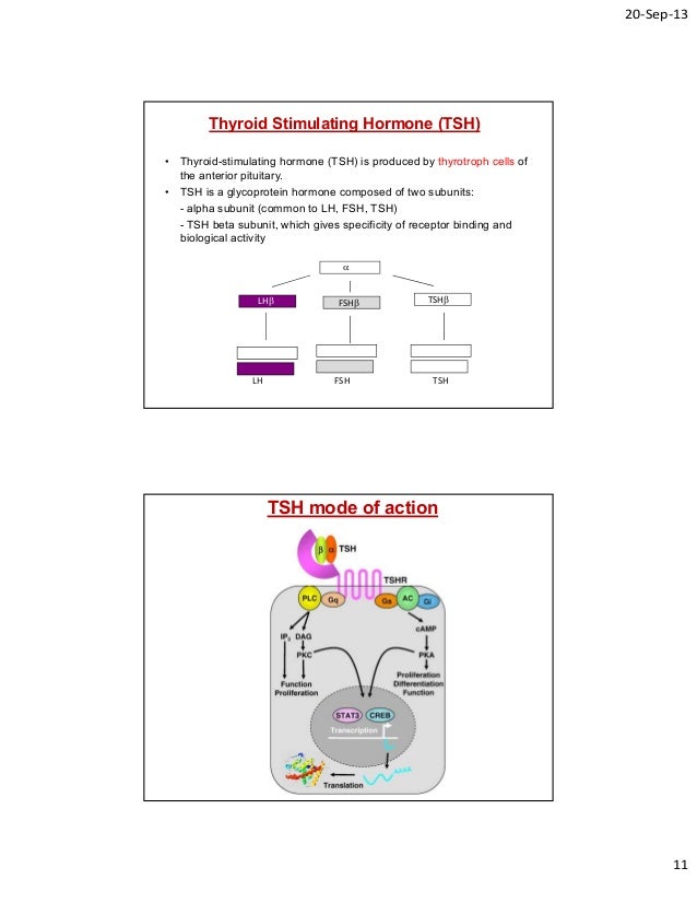 New Guideline For Tsh Thyroid Stimulating Hormone