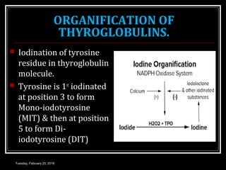 ORGANIFICATION OF
THYROGLOBULINS.
 Iodination of tyrosine
residue in thyroglobulin
molecule.
 Tyrosine is 1st
iodinated
at position 3 to form
Mono-iodotyrosine
(MIT) & then at position
5 to form Di-
iodotyrosine (DIT)
Tuesday, February 20, 2018
 