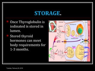 STORAGE.
 Once Thyroglobulin is
iodinated is stored in
lumen.
 Stored thyroid
hormones can meet
body requirements for
1-3 months.
Tuesday, February 20, 2018
 
