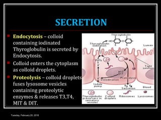 SECRETION
 Endocytosis – colloid
containing iodinated
Thyroglobulin is secreted by
Endocytosis.
 Colloid enters the cytoplasm
as colloid droplets.
 Proteolysis – colloid droplets
fuses lysosome vesicles
containing proteolytic
enzymes & releases T3,T4,
MIT & DIT.
Tuesday, February 20, 2018
 
