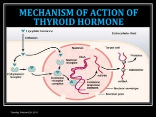 MECHANISM OF ACTION OF
THYROID HORMONE
Tuesday, February 20, 2018
 