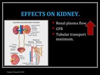 EFFECTS ON KIDNEY.
 Renal plasma flow
 GFR
 Tubular transport
maximum.
Tuesday, February 20, 2018
 