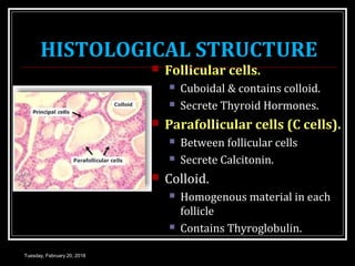 HISTOLOGICAL STRUCTURE
 Follicular cells.
 Cuboidal & contains colloid.
 Secrete Thyroid Hormones.
 Parafollicular cells (C cells).
 Between follicular cells
 Secrete Calcitonin.
 Colloid.
 Homogenous material in each
follicle
 Contains Thyroglobulin.
Tuesday, February 20, 2018
 